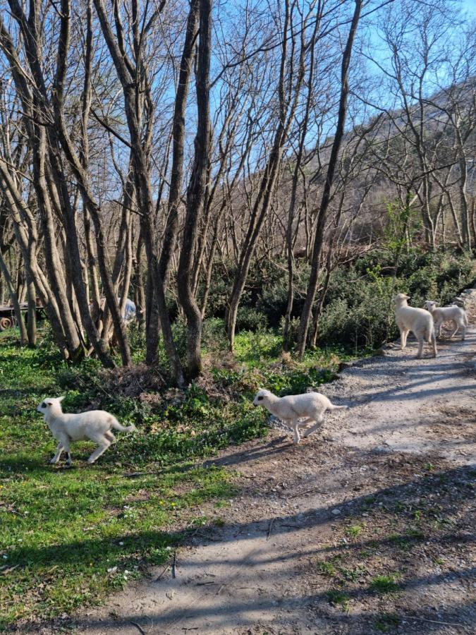 Wolf & Sheep Nature & Adventure Podgorica Luaran gambar